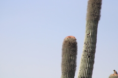Cephalocereus macrocephalus