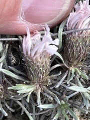Townsendia hookeri