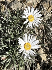 Townsendia hookeri