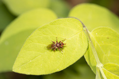 Myopa clausa