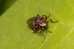 Myopa clausa