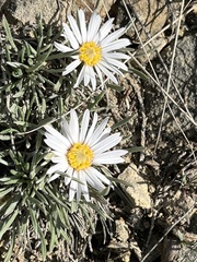 Townsendia hookeri