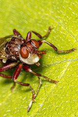 Myopa clausa