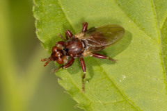 Myopa clausa