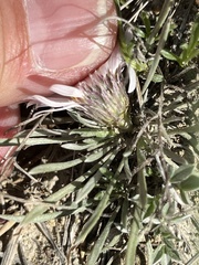 Townsendia hookeri
