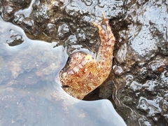 Metopograpsus thukuhar