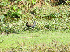 Pardirallus nigricans