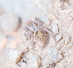 Habronattus cuspidatus