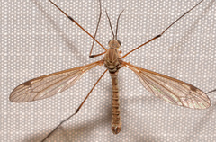 Tipula dietziana