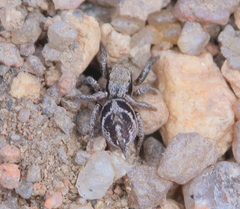 Habronattus cuspidatus