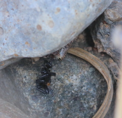 Habronattus cuspidatus