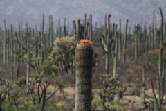 Cephalocereus macrocephalus