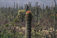 Cephalocereus macrocephalus