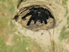 Ornithoctoninae
