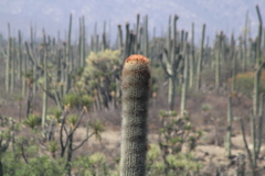Cephalocereus macrocephalus
