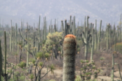 Cephalocereus macrocephalus