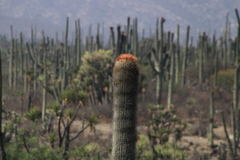 Cephalocereus macrocephalus