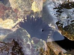 Echinometra oblonga