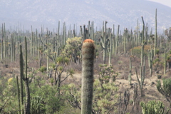 Cephalocereus macrocephalus