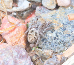 Habronattus cuspidatus