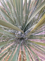 Yucca utahensis