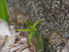 Lysimachia borealis