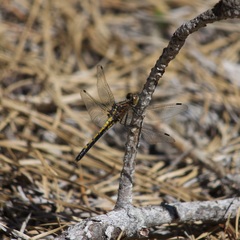 Leucorrhinia intacta