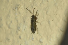 Pseudopachybrachius vinctus