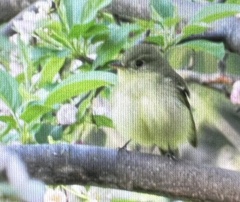 Empidonax flaviventris