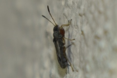 Pseudopachybrachius vinctus