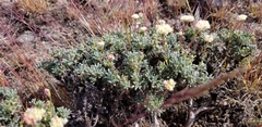 Eriogonum thymoides