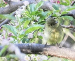 Empidonax flaviventris