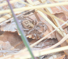 Habronattus cuspidatus
