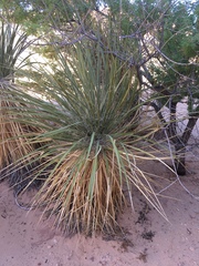 Yucca utahensis