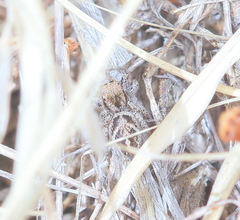 Habronattus cuspidatus