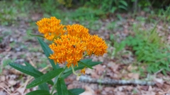 Asclepias tuberosa