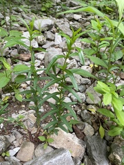 Hypericum sphaerocarpum