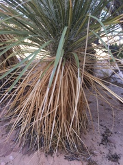 Yucca utahensis