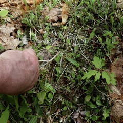 Antennaria solitaria