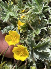 Potentilla concinna
