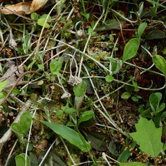 Antennaria solitaria