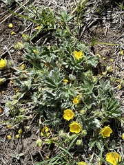 Potentilla concinna