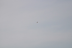 Geranoaetus albicaudatus