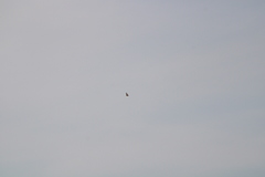 Geranoaetus albicaudatus