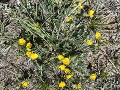 Potentilla concinna