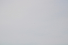Geranoaetus albicaudatus