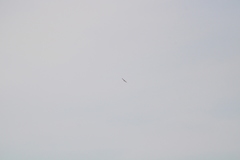 Geranoaetus albicaudatus