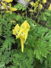 Corydalis speciosa