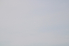 Geranoaetus albicaudatus