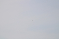 Geranoaetus albicaudatus